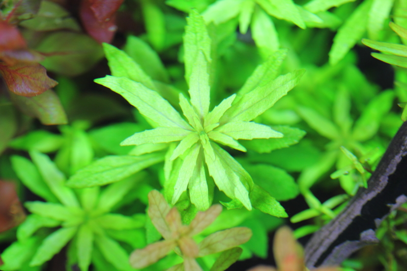 植栽から15日目（ソイル育成）　ニューオランダプラント